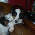 corgiheadphones corgiheadphones